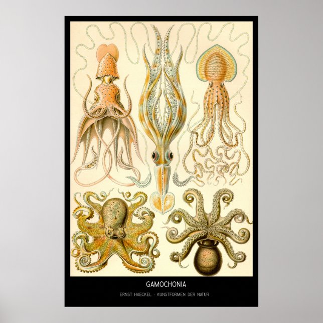 Gamochonia - Plate 54 - Kunstformen der Natur Poster (Framsidan)