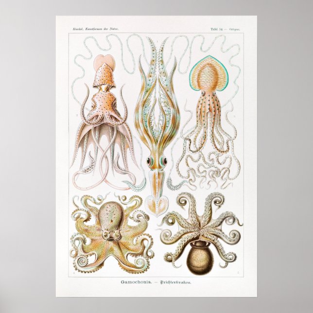 Gamochonia-Trichterkraken av Ernst Haeckel Poster (Framsidan)
