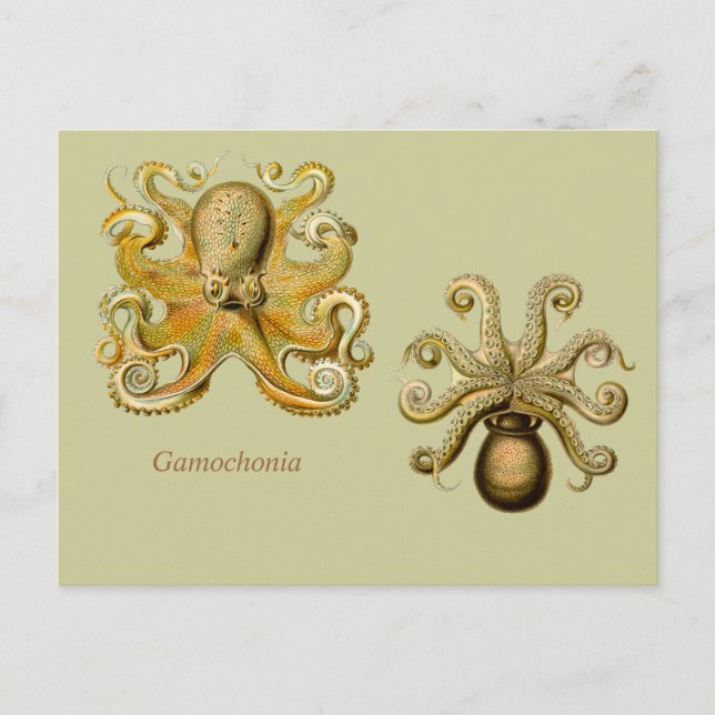 Gamochonia Vågrät Postcard Vykort (Framsida)