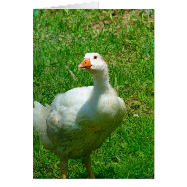 Gander Hälsningskort (Framsidan)