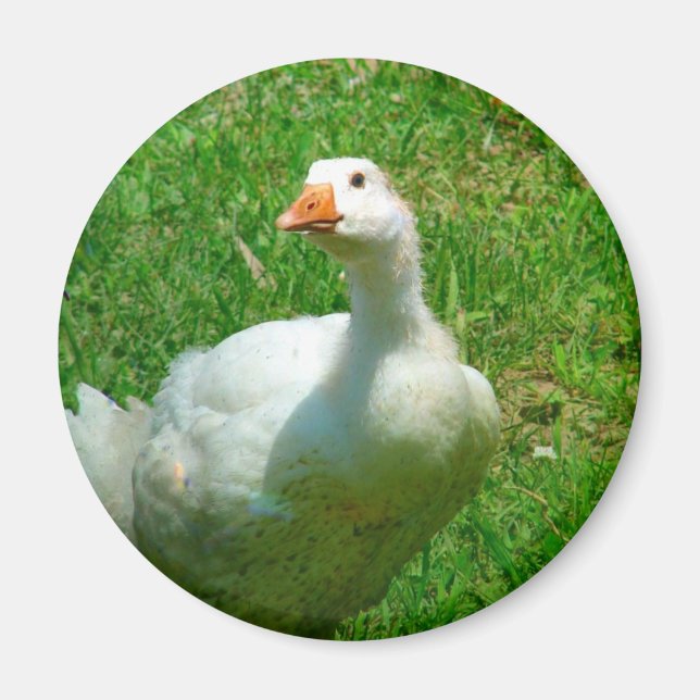 Gander Magnet (Framsidan)