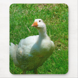 Gander Musmatta
