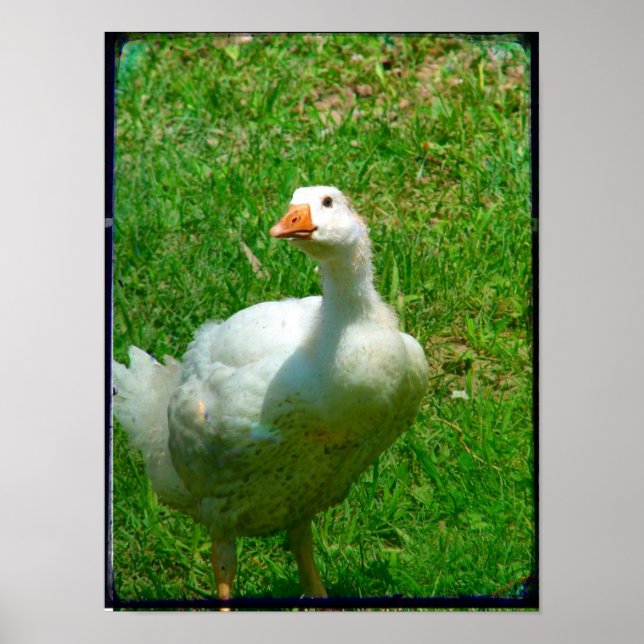 Gander Poster (Framsidan)