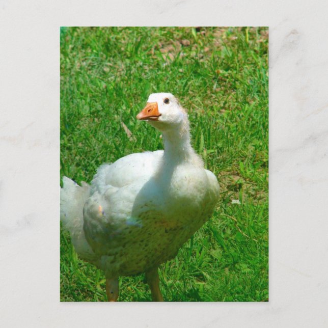 Gander Vykort (Framsida)