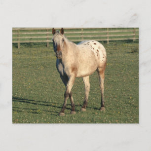Gång Appaloosa Vykort