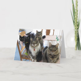 Gang of Cats Studenten Card Kort