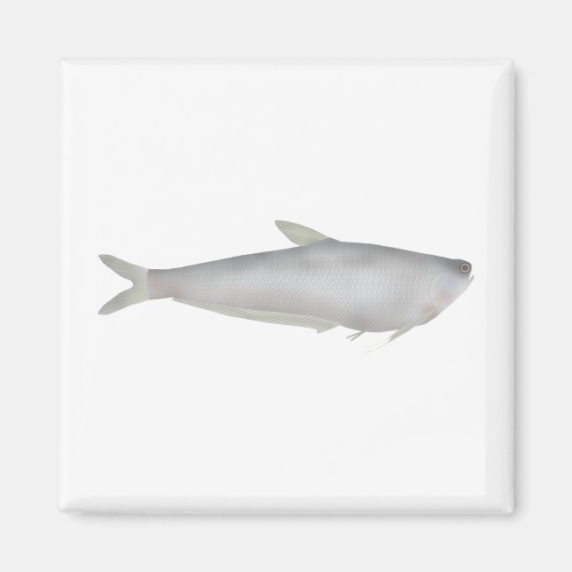 Gangetic Hairfin Anchovy  Magnet (Framsidan)