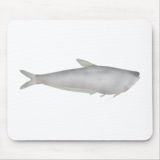 Gangetic Hairfin Anchovy  Musmatta