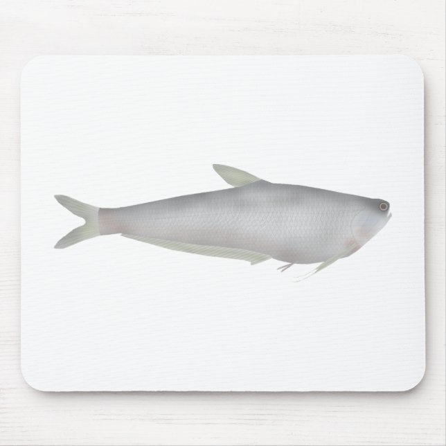 Gangetic Hairfin Anchovy  Musmatta (Framsidan)
