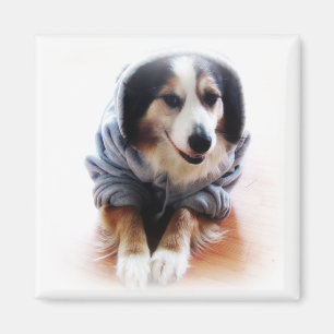 Gangsta hund som ha på sig hoodien magnet