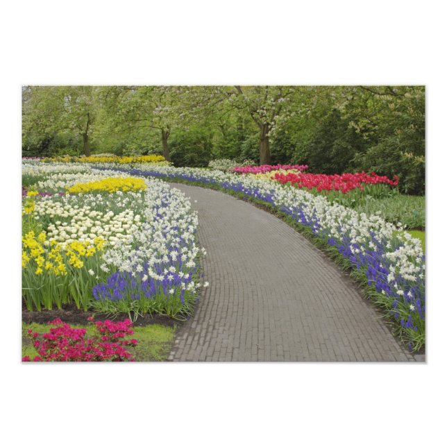 Gångväg genom tulpaner och narcissus, 2 fototryck (Framsidan)