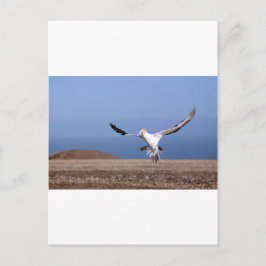 Gannet landar i Kidnapperkolonin Vykort