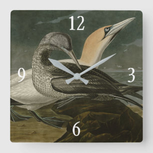 Gannet (norra Gannet) Audubon Birds of America Fyrkantig Klocka