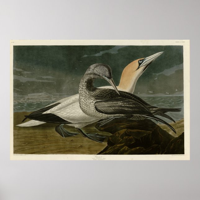 Gannet (norra Gannet) Audubon Birds of America Poster (Framsidan)