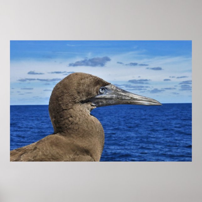 Gannet Porträtt Poster (Framsidan)