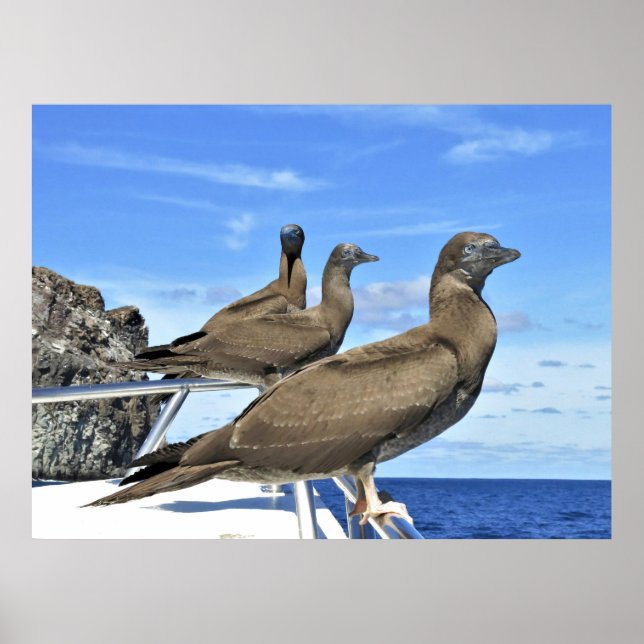 Gannet Trio Poster (Framsidan)