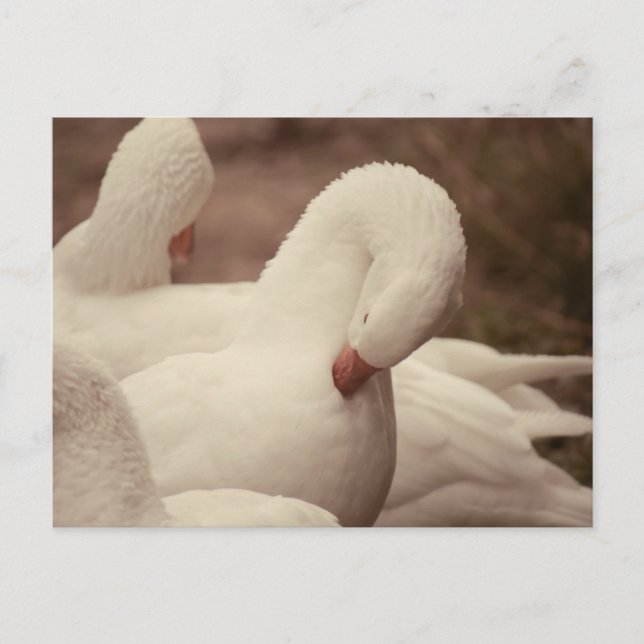 Gans Postkarte Vykort (Framsida)