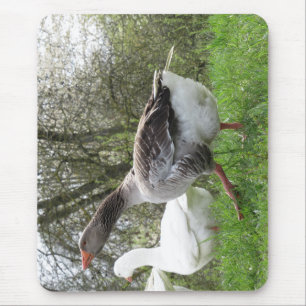 Gänse auf einer Wiese Musmatta