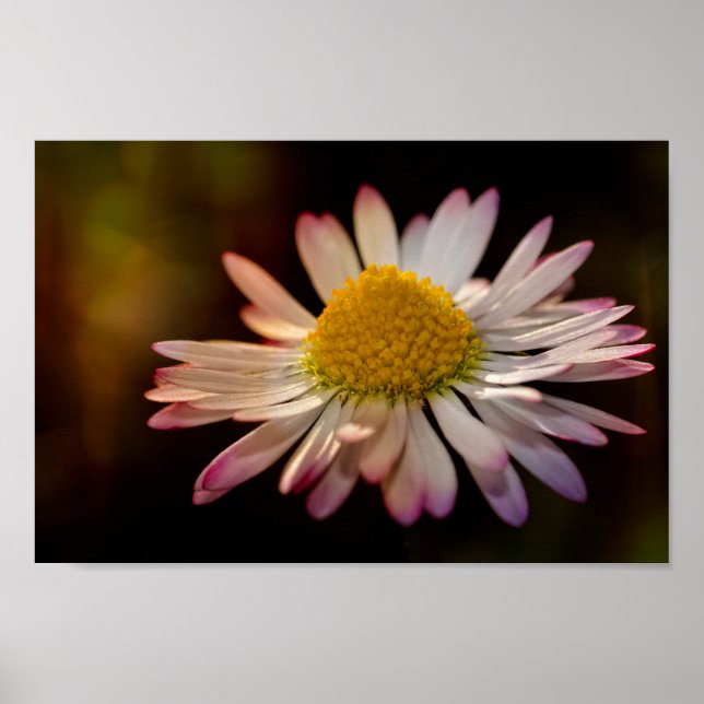 Gänseblümchen Poster (Framsidan)