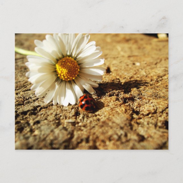 Gänseblümchen und Marienkäfer Vykort (Framsida)