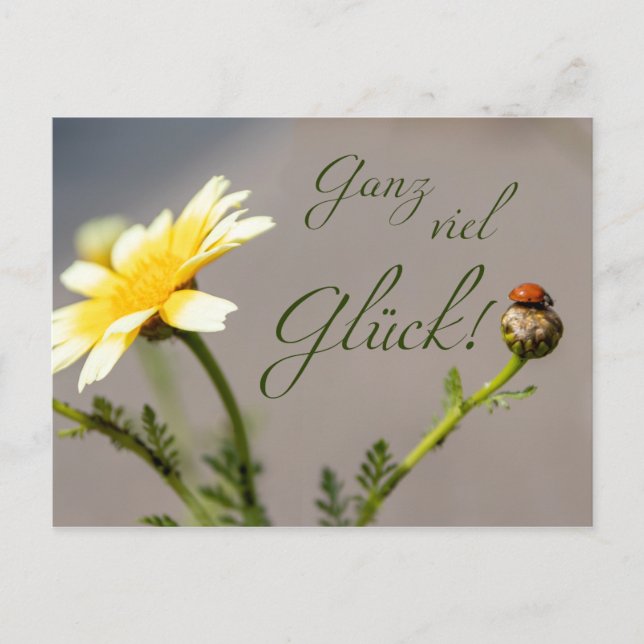 Ganz viel Glück - mit Marienkäfer! Vykort (Framsida)