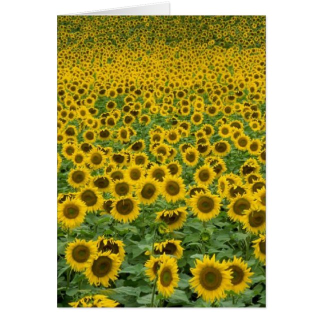 "Går allt att vara det acceptabla" kortet Hälsningskort (Framsidan)