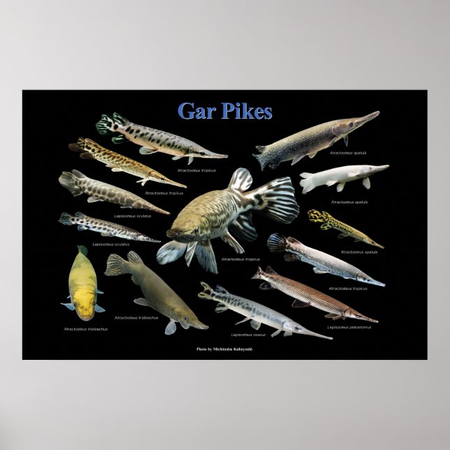 Gar Pikes Poster (Framsidan)