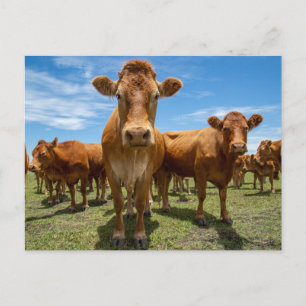 Gårdar Brown Cow Group Vykort