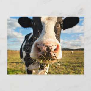 Gårdar   Holstein Ko Tuggar Vykort