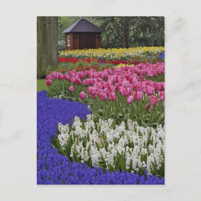 Garden av druvhyacint, hyacint och tulpaner vykort (Framsida)