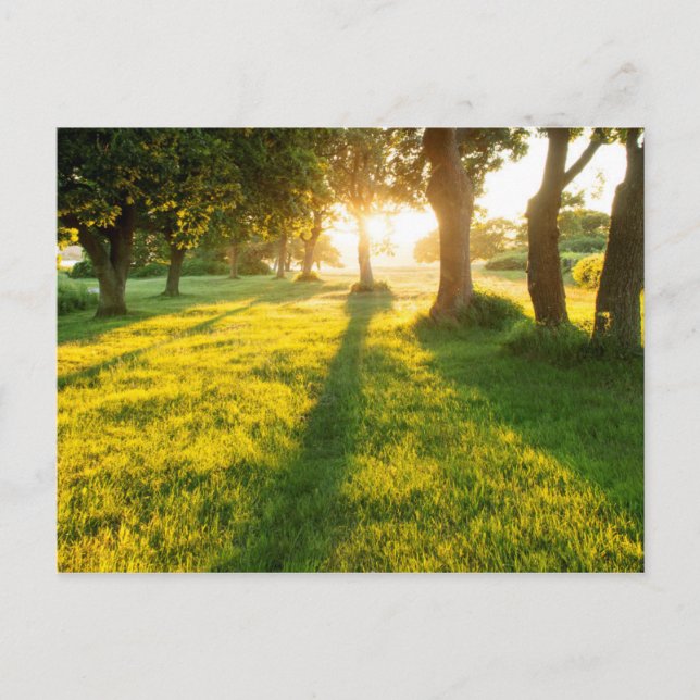 Garden av Eden Oak Träd Vykort (Framsida)