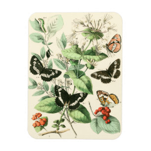 Garden av fjärilar och blommor magnet