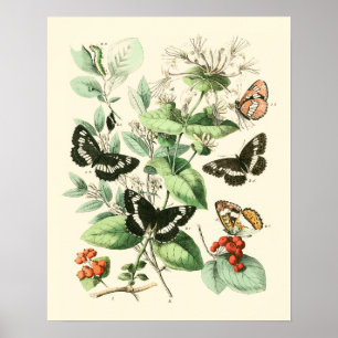 Garden av fjärilar och blommor poster