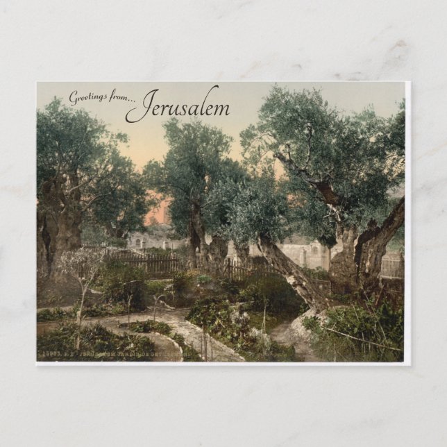 Garden av Gethsemane Jerusalem Vykort (Framsida)