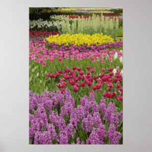 Garden av tulpaner, difterårer och hyacint poster