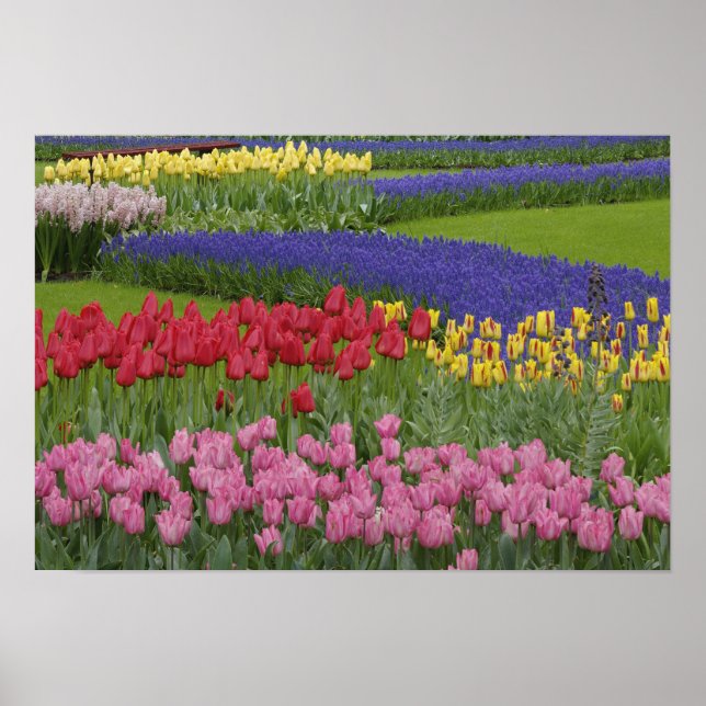 Garden av tulpaner, grafithyacint och poster (Framsidan)