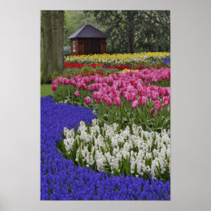 Garden av vinhyacint, hyacint och tulpaner, poster