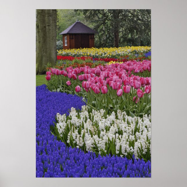 Garden av vinhyacint, hyacint och tulpaner, poster (Framsidan)