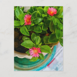 Garden Baby Ro i i Sol i en hamn Vykort