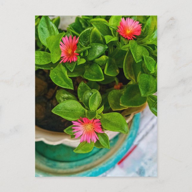 Garden Baby Ro i i Sol i en hamn Vykort (Framsida)