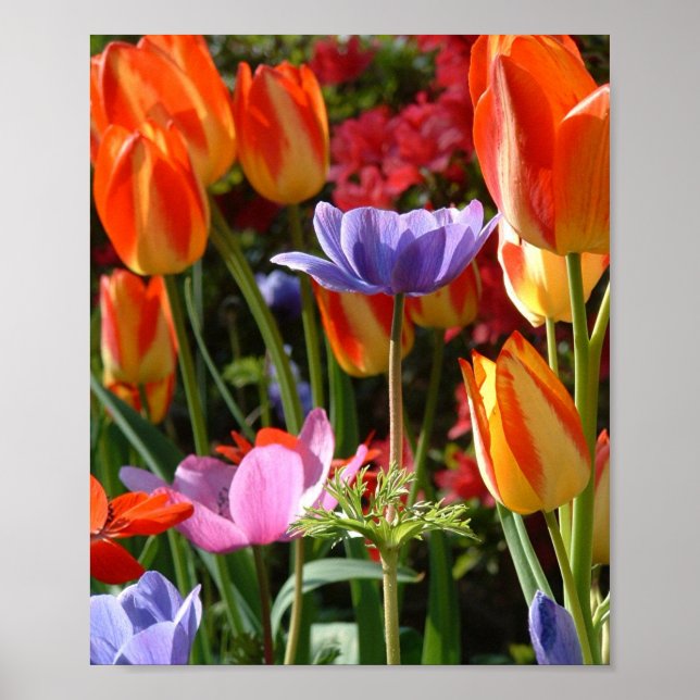 Garden Beauty Poster (Framsidan)