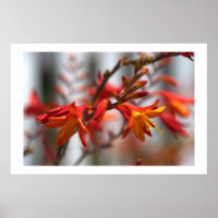 Garden Beauty
