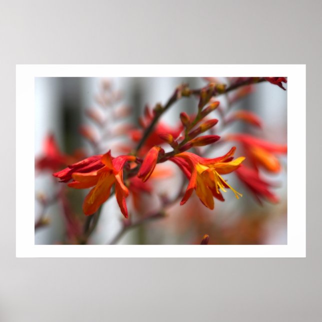 Garden Beauty Poster (Framsidan)