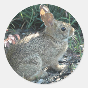 Garden Bunny Runt Klistermärke