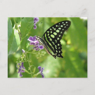 Garden Butterfly-vykort Vykort