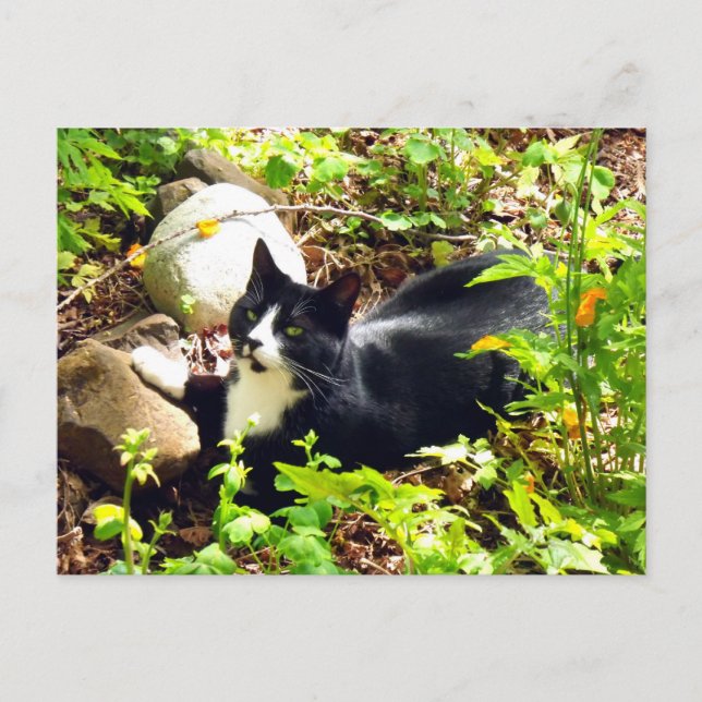 Garden Cat Vykort (Framsida)