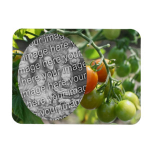 Garden Cherry Tomates lägg till ditt foto Magnet