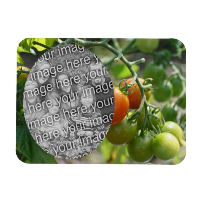 Garden Cherry Tomates lägg till ditt foto Magnet (Horisontell)