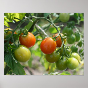 Garden Cherry Tomatis Nature Poster
