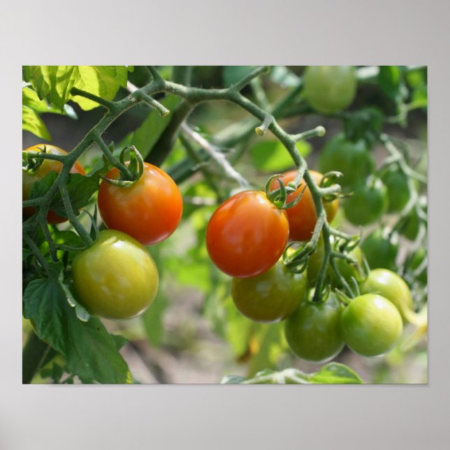 Garden Cherry Tomatis Nature Poster (Framsidan)